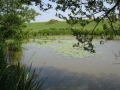 Bächweiher